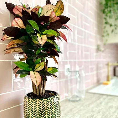 Le Pink Lady Avenue De Champagne *